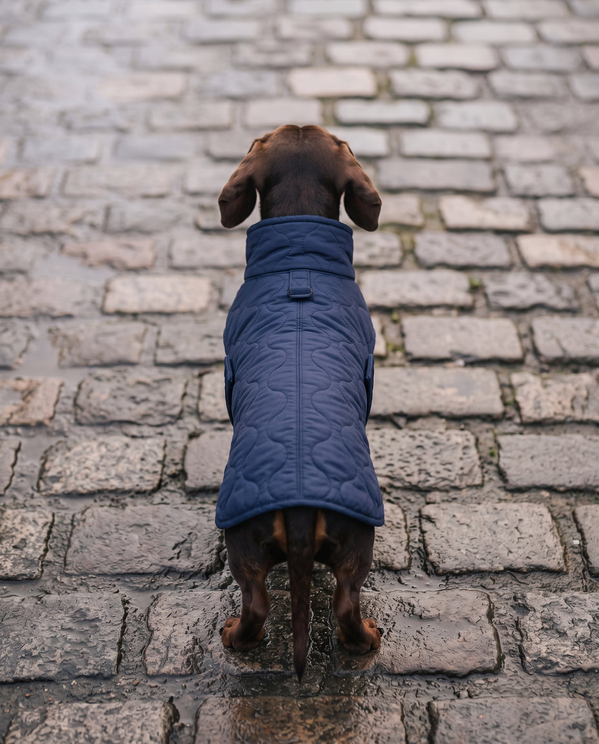 Manteau Forêt